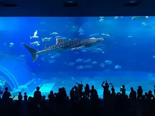 沖縄県 美ら海水族館