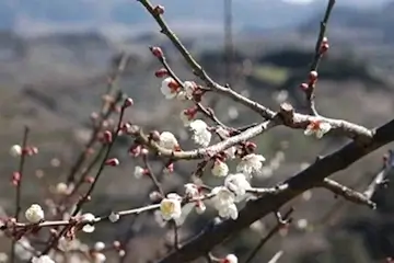 和歌山　梅の花