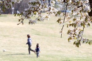 桜の枝と芝生で走る親子の写真